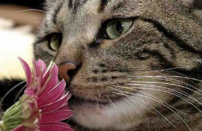 chat qui sent une fleur